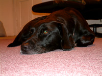Beaux Taking A Break From Search & Rescue