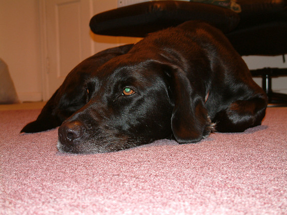 Beaux Taking A Break From Search & Rescue