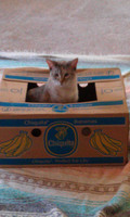 Asia's First Day Home