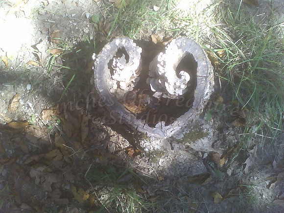 Heart Shaped tree stump at Garden Of The Gods