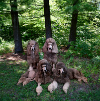 Pups Cropped Square in Sunshine