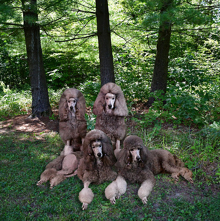 Pups Cropped Square in Sunshine