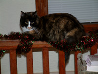 Lilly At Christmas