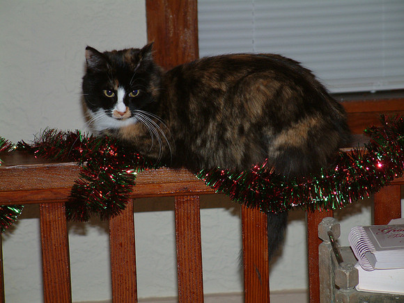 Lilly At Christmas