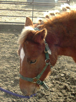 Pony