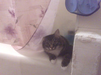 Xmas In The Tub Two