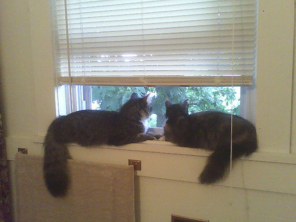 Lilly & Xmas In Their Favorite Spot