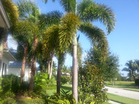 Palms in front of Joe and Cheryls house in Vero Beach.