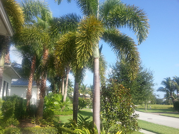 Palms in front of Joe and Cheryls house in Vero Beach.