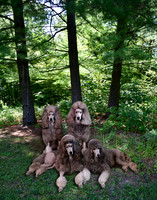 Pups regular proportion in Shadow