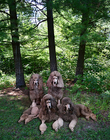 Pups regular proportion in Shadow