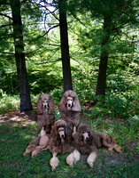 Pups regular proportion in Sunshine