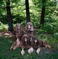 Pups Cropped Square in Shadow