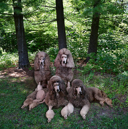 Pups Cropped Square in Shadow